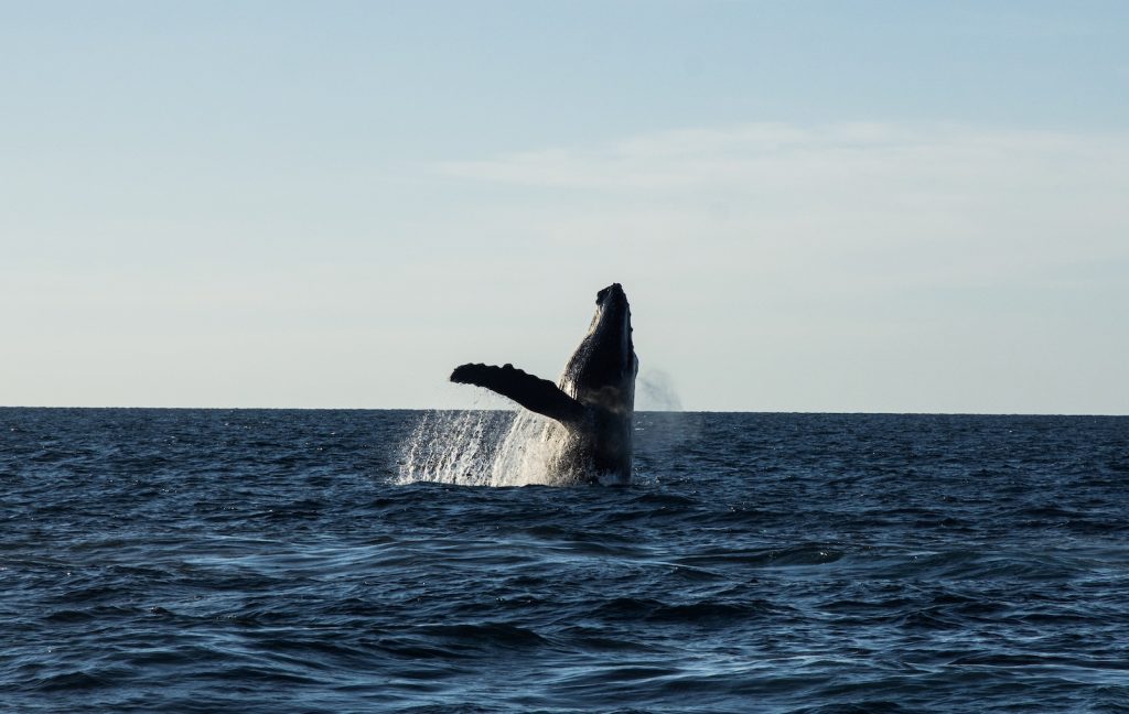Whale watching in cabo
